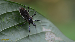 Sphedanolestes impressicollis