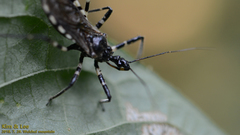 Sphedanolestes impressicollis