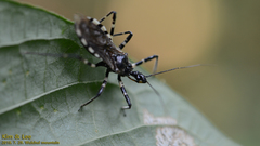 Sphedanolestes impressicollis