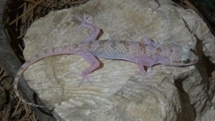 Hemidactylus persicus