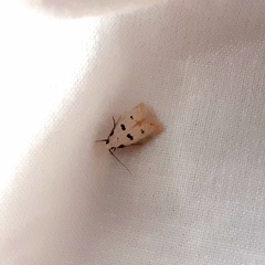 Stibaromacha ratella