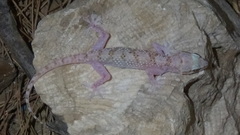 Hemidactylus persicus