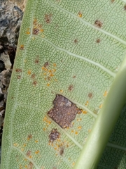 Coleosporium plumeriae