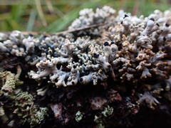 Acroscyphus sphaerophoroides