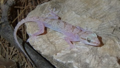 Hemidactylus persicus