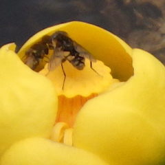 Parhelophilus rex