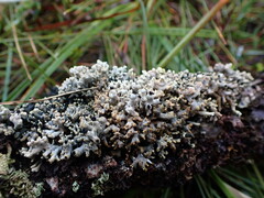 Acroscyphus sphaerophoroides