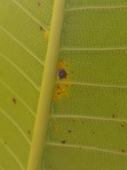 Coleosporium plumeriae