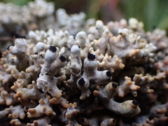 Acroscyphus sphaerophoroides