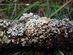 Acroscyphus sphaerophoroides