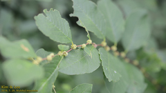 Callicarpa dichotoma
