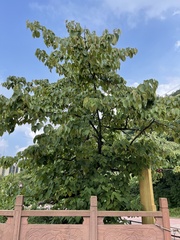 Davidia involucrata