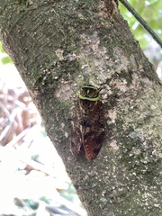 Graptopsaltria tienta