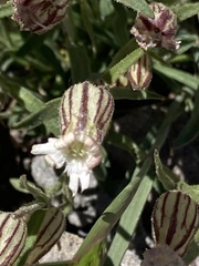 Silene sargentii