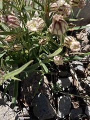 Silene sargentii