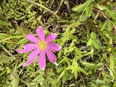 Sabatia gentianoides