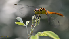 Sympetrum eroticum