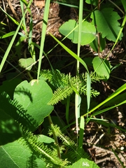 Achillea millefolium borealis