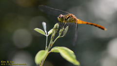 Sympetrum eroticum