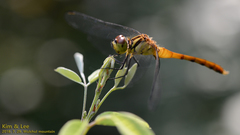 Sympetrum eroticum