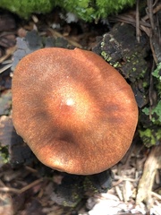Cortinarius californicus