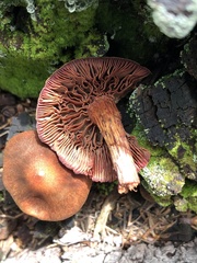 Cortinarius californicus
