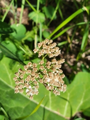 Achillea millefolium borealis