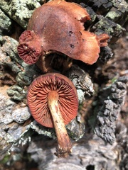 Cortinarius californicus
