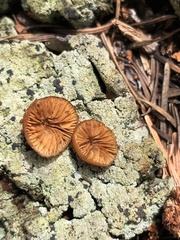 Cortinarius californicus