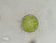 Acanthocystis turfacea