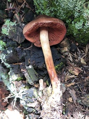 Cortinarius californicus