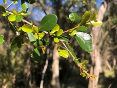 Planchonella cotinifolia