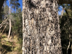 Planchonella cotinifolia