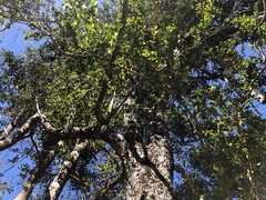 Planchonella cotinifolia