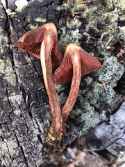 Cortinarius californicus
