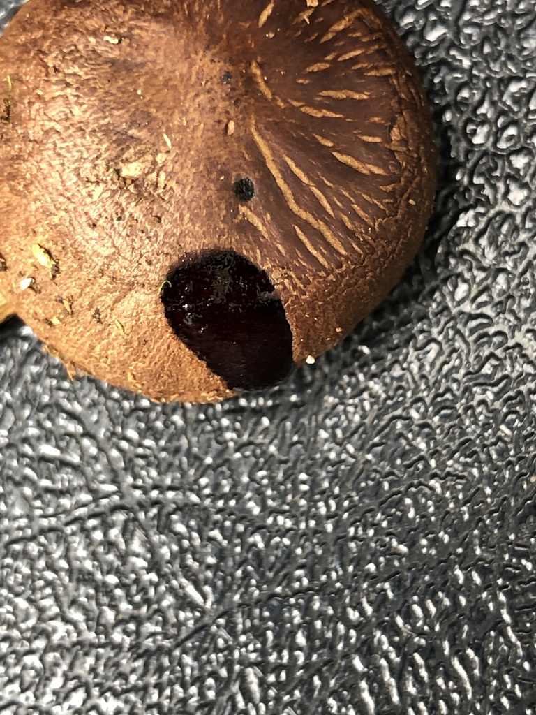 Cortinarius rubrobrunneus