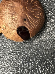 Cortinarius californicus