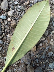 Coleosporium plumeriae