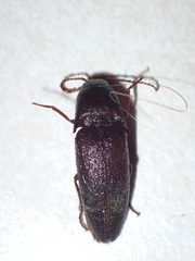 Diplostethus texanus