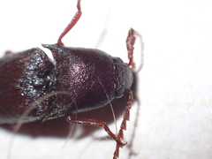 Diplostethus texanus