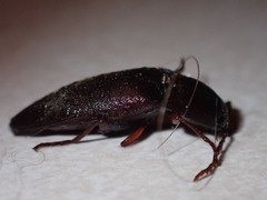 Diplostethus texanus