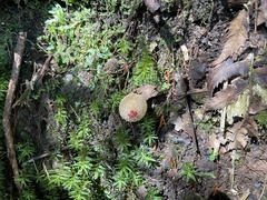 Calostoma japonicum