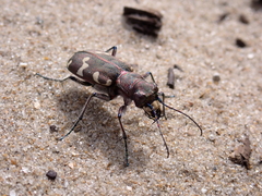 Cicindela hybrida