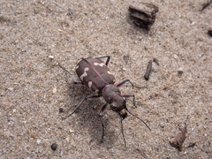 Cicindela hybrida