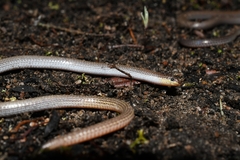 Aprasia repens