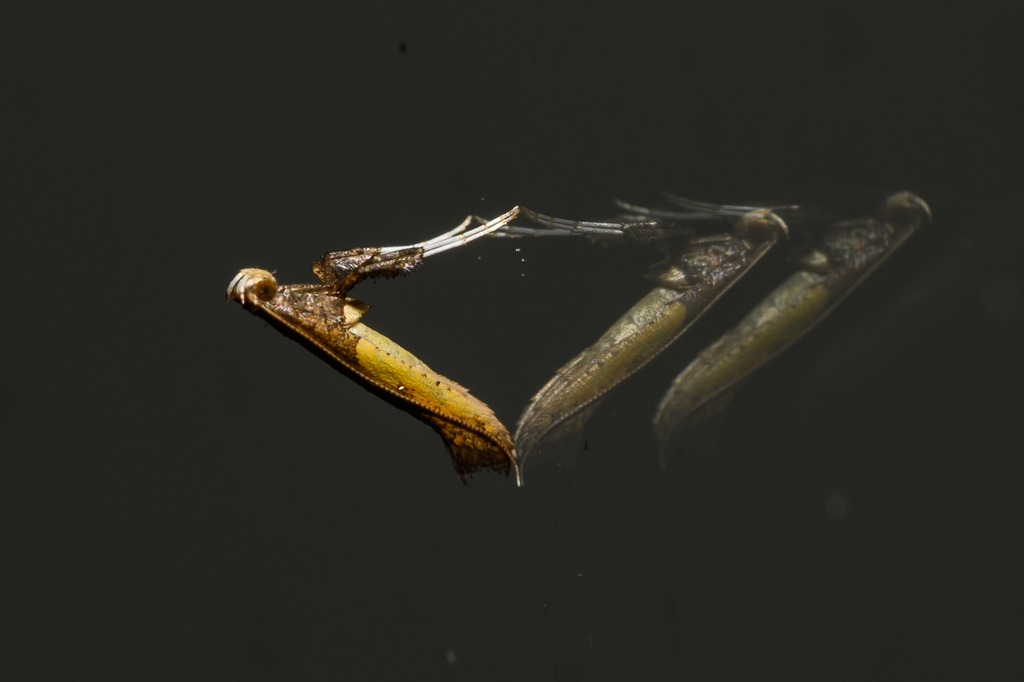 azalea-leafminer-moth-from-silver-spring-md-usa-on-august-08-2022-at