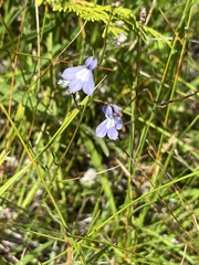 Lobelia kalmii