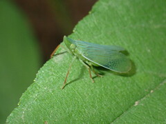 Rhynchomitra recurva