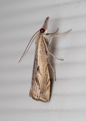 Elbow-striped Grass-veneer photo 3