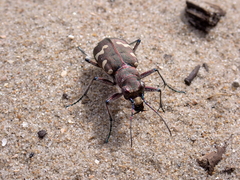Cicindela hybrida